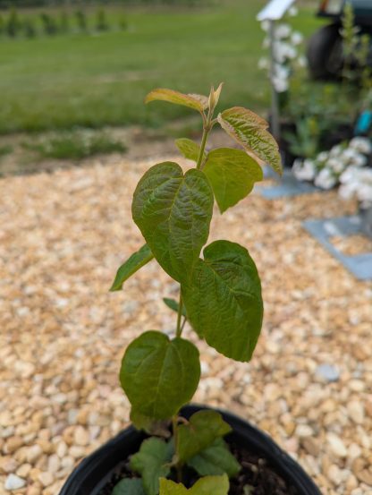 Maple Leaf Viburnum - Image 10