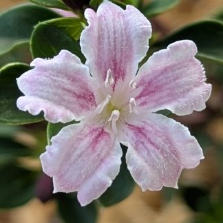 Pink Serissa