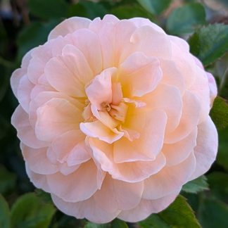 Drift Rose Apricot