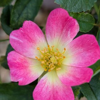 Drift Rose Pink