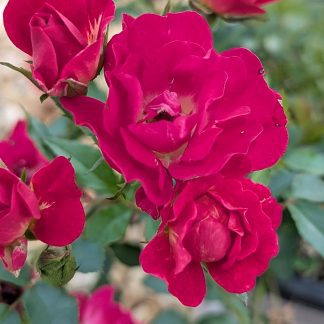 Drift Rose Red