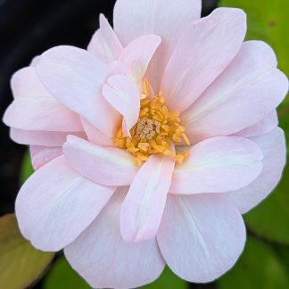 Rose 'Perle de'Or'