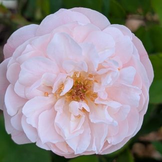 Rose 'Natchitoches Noisette'