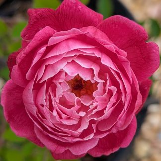 Rose 'Louis Philppe'