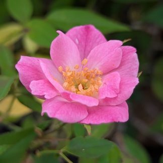 Rose 'Rouletti'
