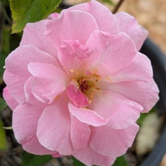 Rose 'Old Blush Climbing'