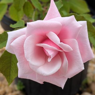 Rose 'Blossomtime'