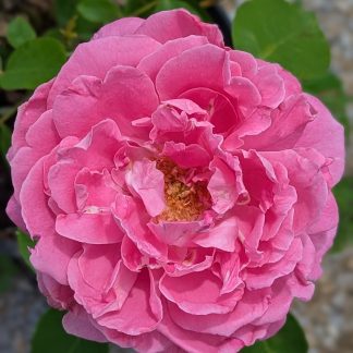Rose 'Paul Neyron'
