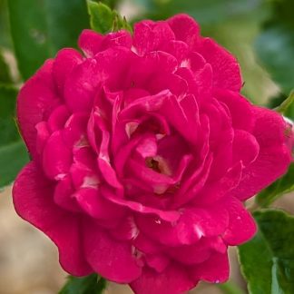 Rose 'Red Fairy'