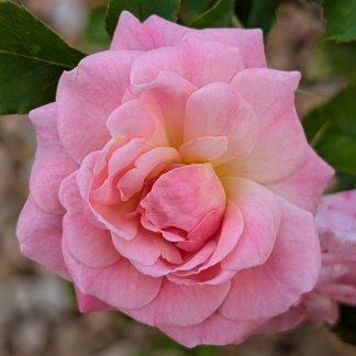 Drift Sweet Rose
