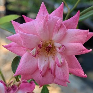 Rose 'Napoleon'