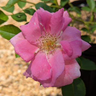 Rose 'Katy Road Pink'