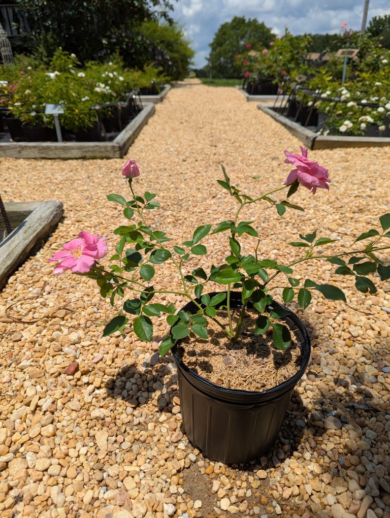 Rose ‘Katy Road Pink’