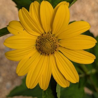 Hellopsis Hellantholdea's Summer Sun