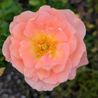 Rose 'Lafter'
