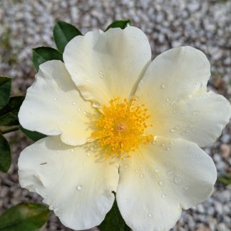 Rose 'Mermaid'