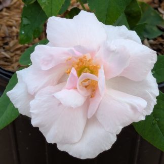 Rose 'Souvenir de St. Anne'