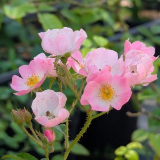 Rosa 'Ballerina'