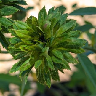 Rose 'Green Rose'