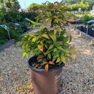 Nandina Blush Pink