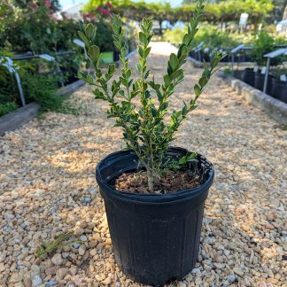 Sunburst boxwood