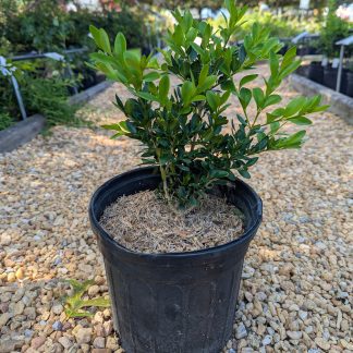 Green Velvet Boxwood