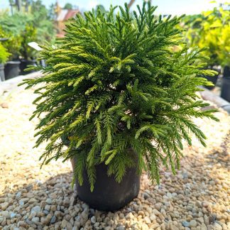 Cryptomeria 'Globosa Nana'