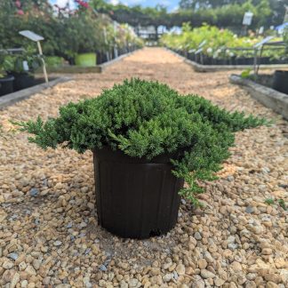 Juniper Procumbens Nana
