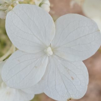 Hydrangea Tardiva