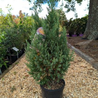 Juniper Blue Point