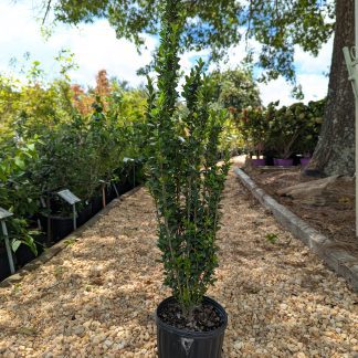 Ilex 'Sky Pencil'