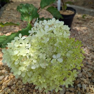 Phantom Hydrangea