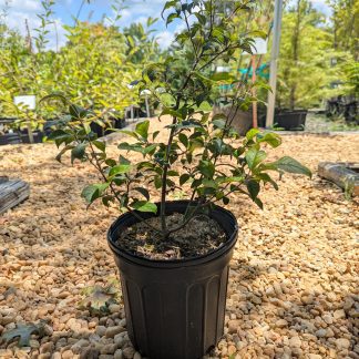 Ilex 'Sunset'