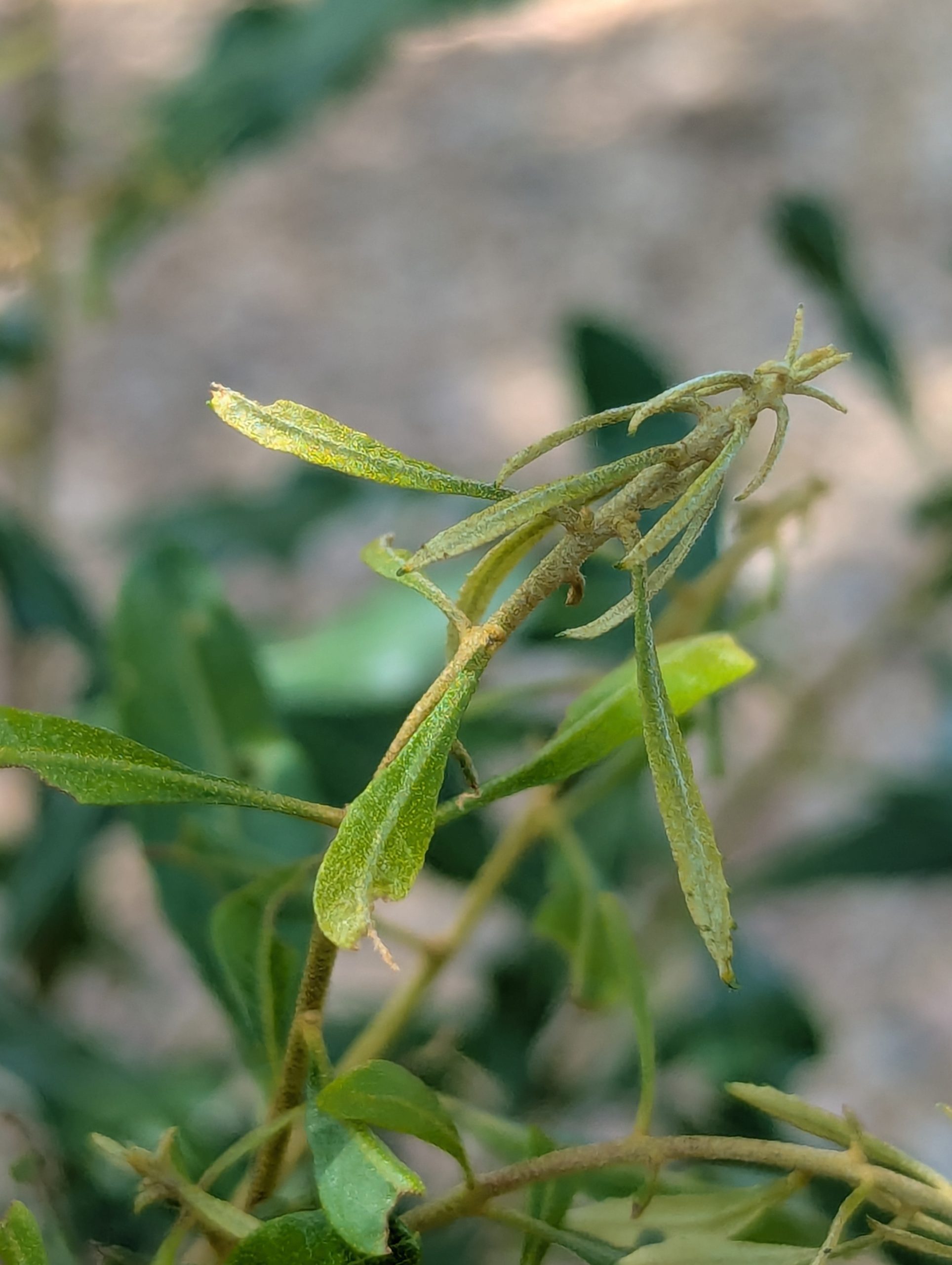 Wax Myrtle - Image 7