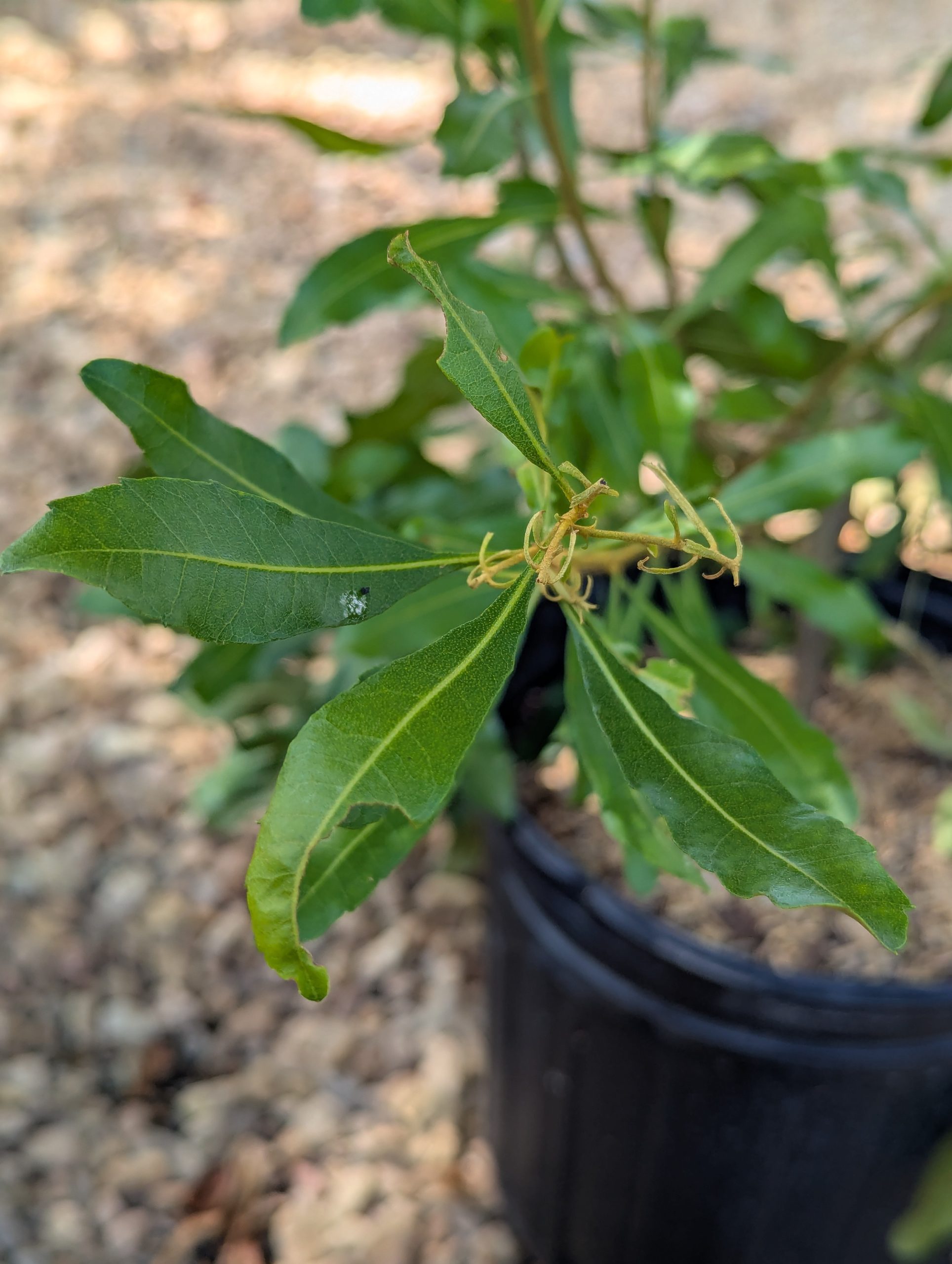 Wax Myrtle - Image 5