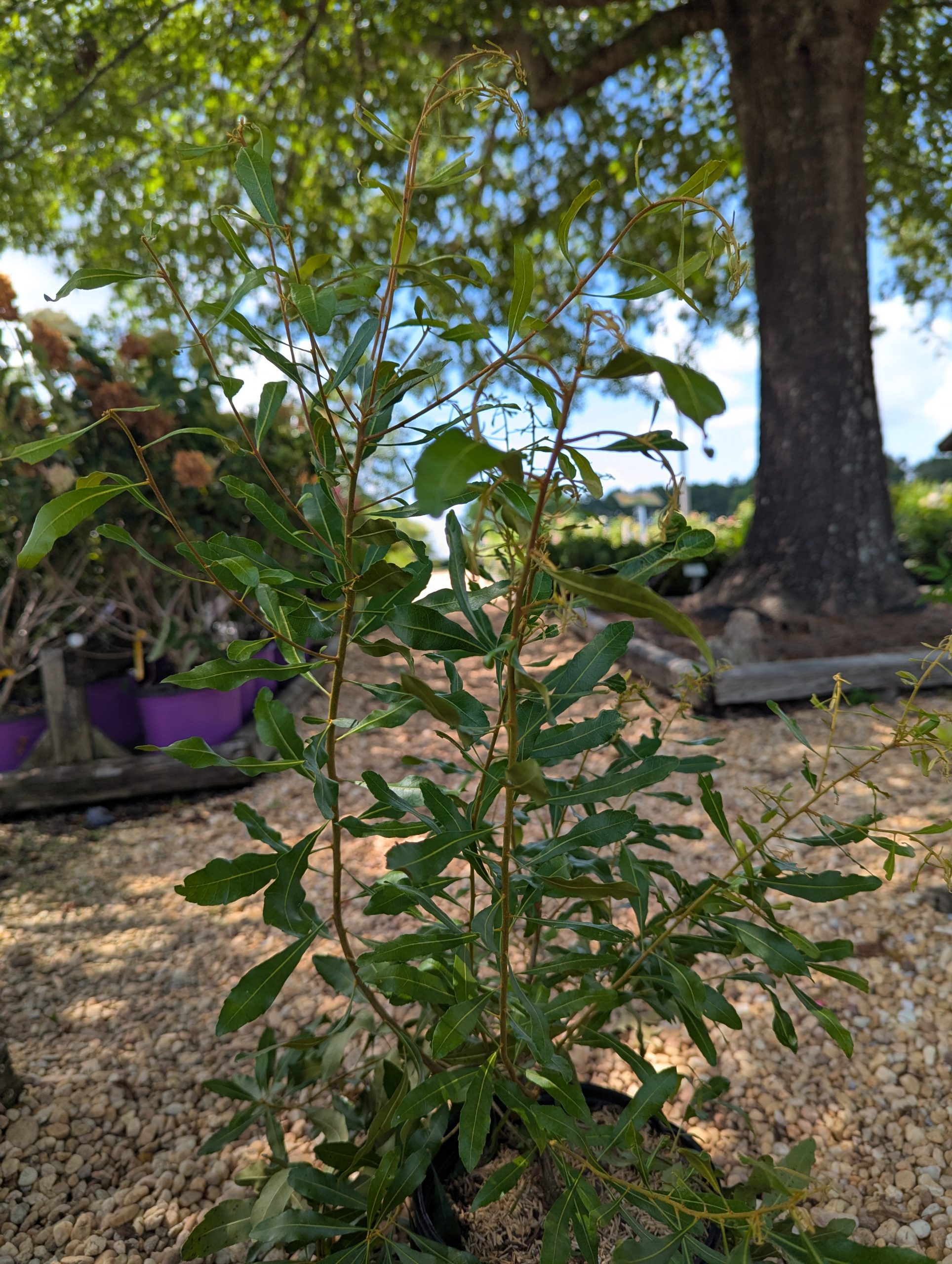 Wax Myrtle - Image 8