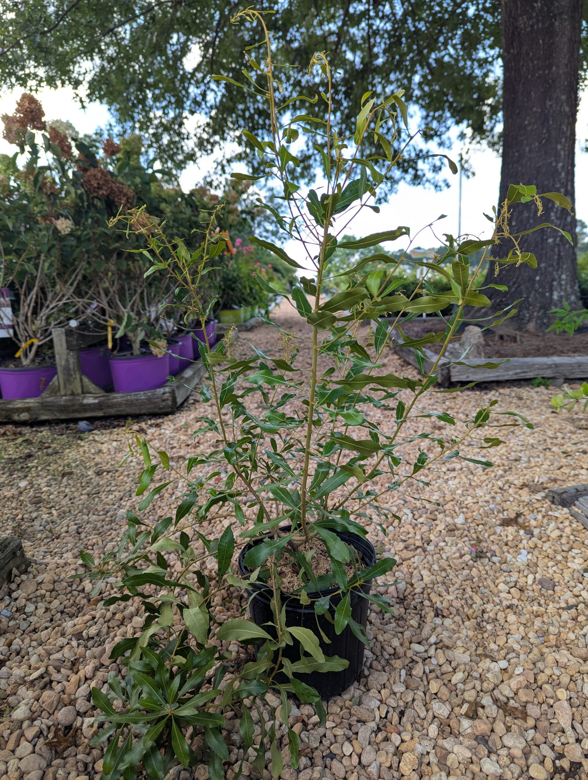 Wax Myrtle - Image 2