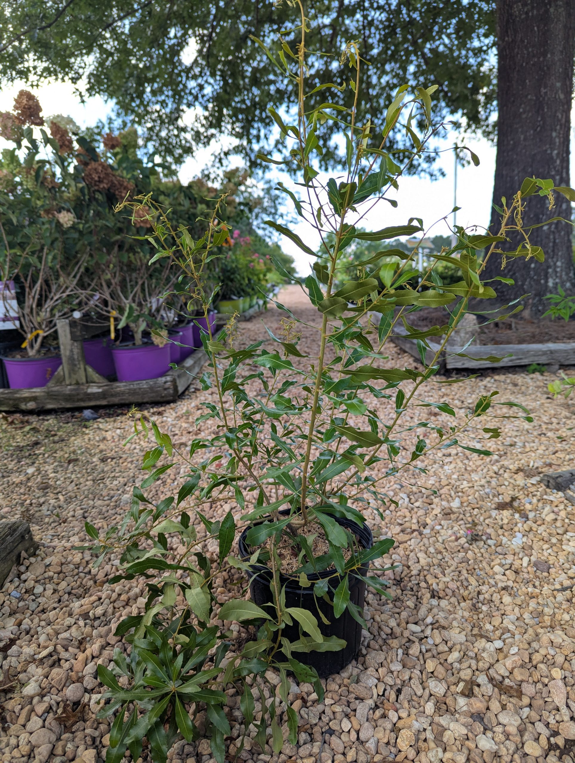 Wax Myrtle - Image 3