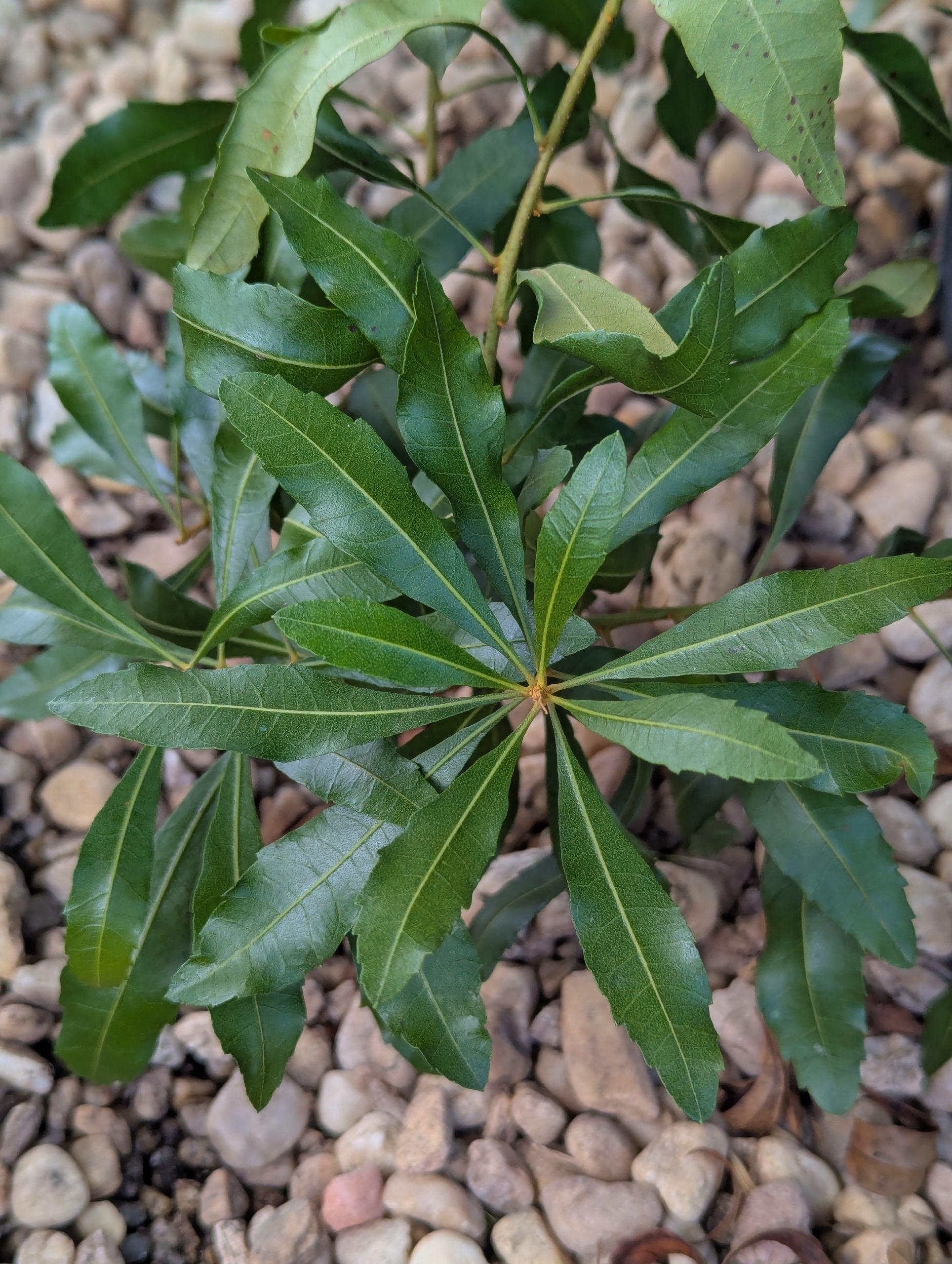 Wax Myrtle - Image 9