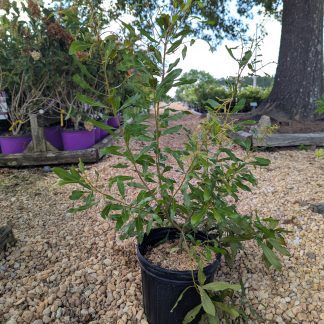 Wax Myrtle