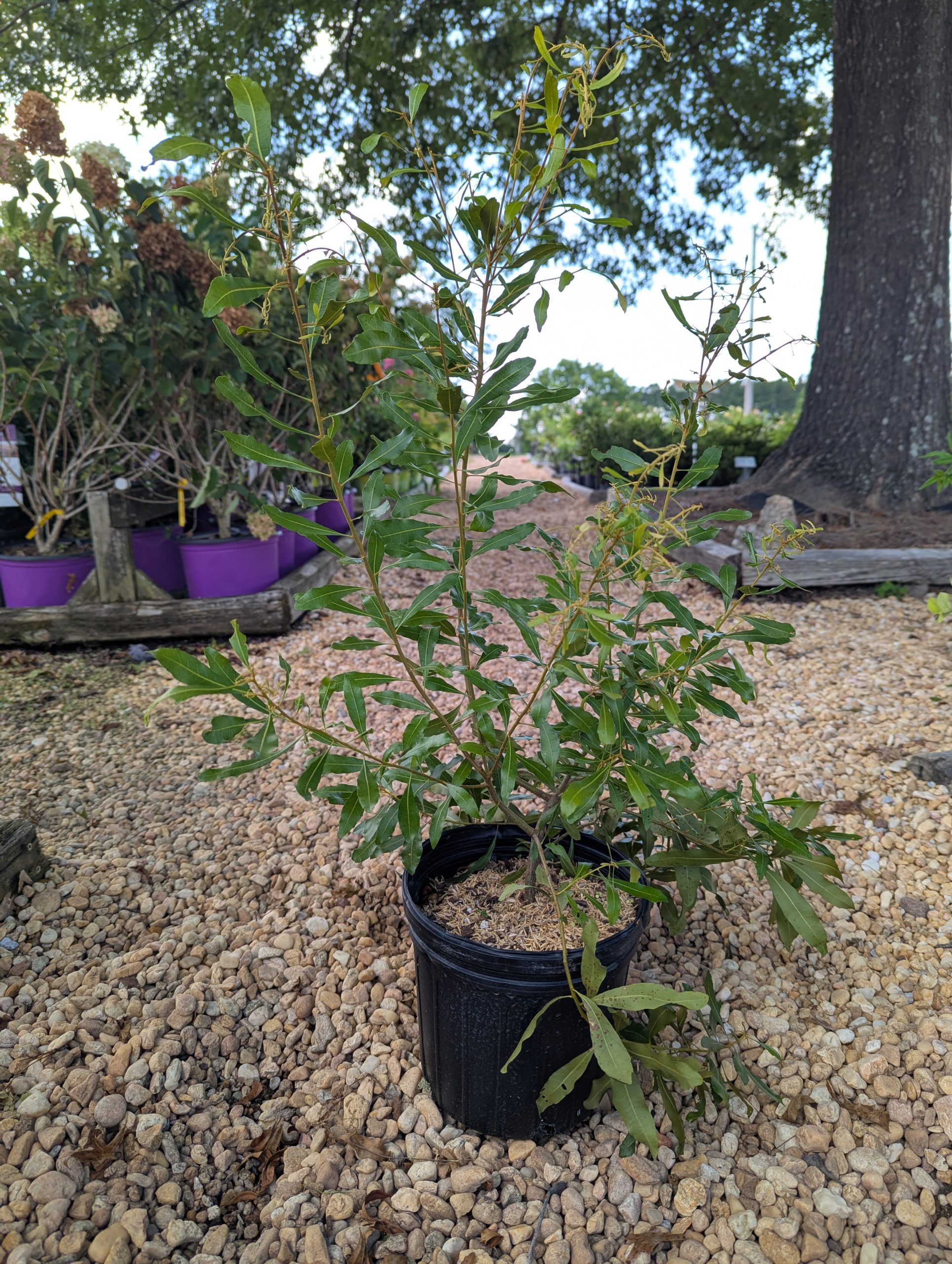 Wax Myrtle