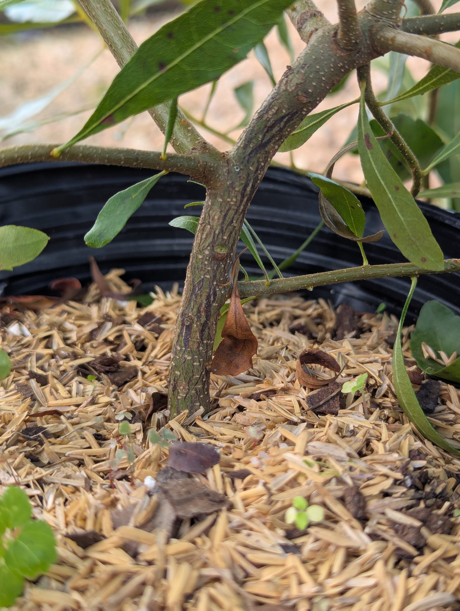 Wax Myrtle - Image 11