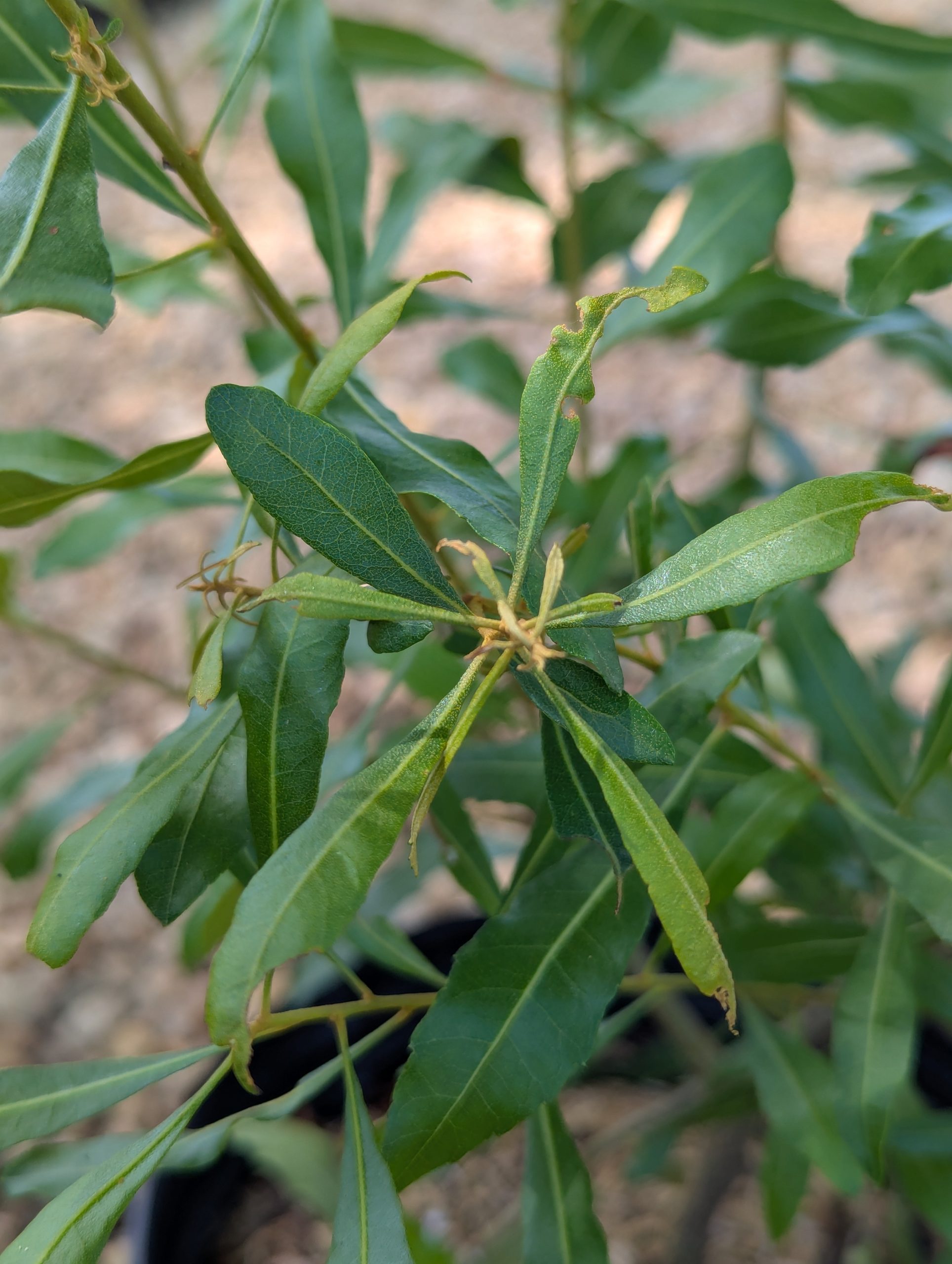 Wax Myrtle - Image 4