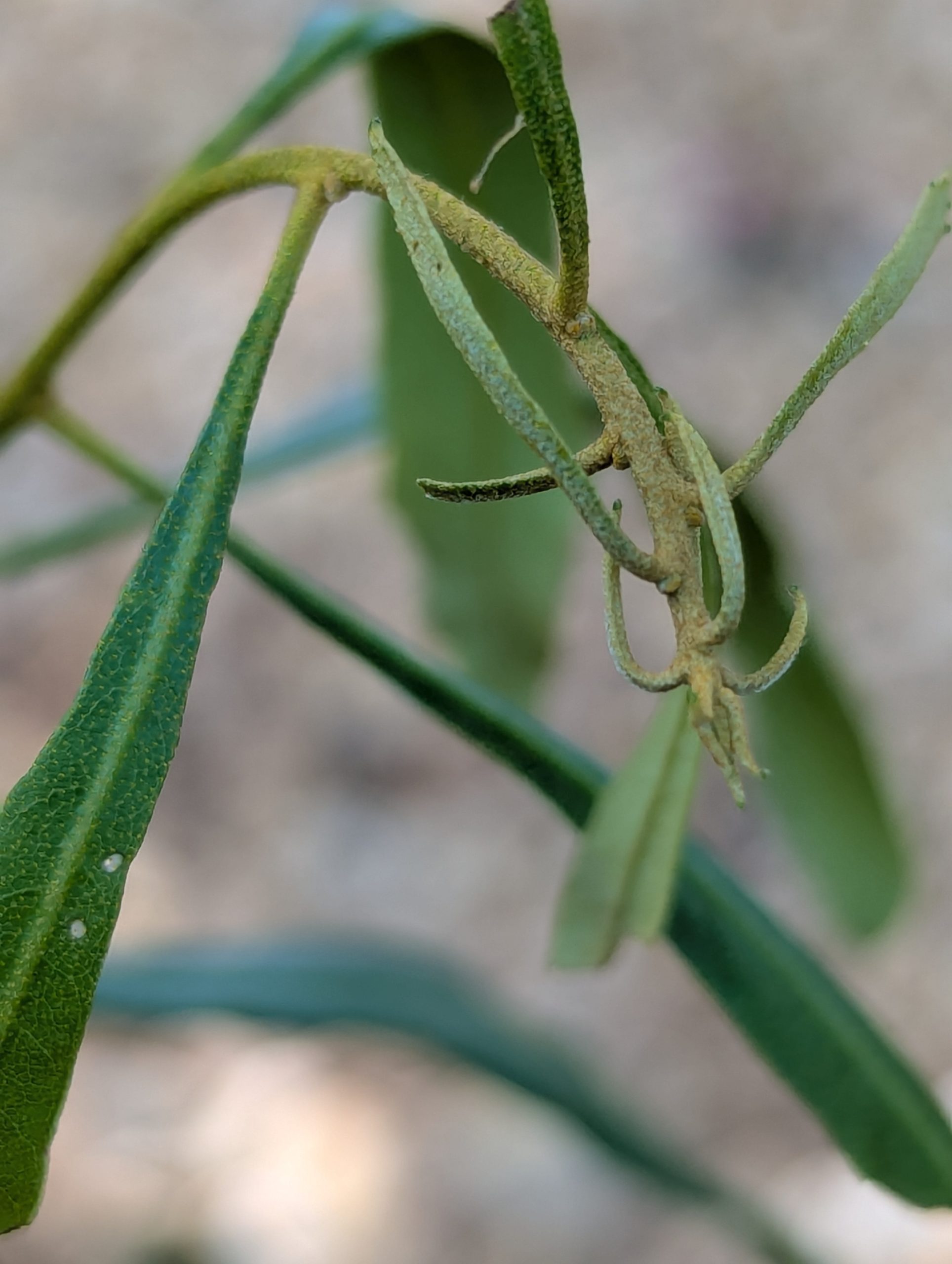 Wax Myrtle - Image 10