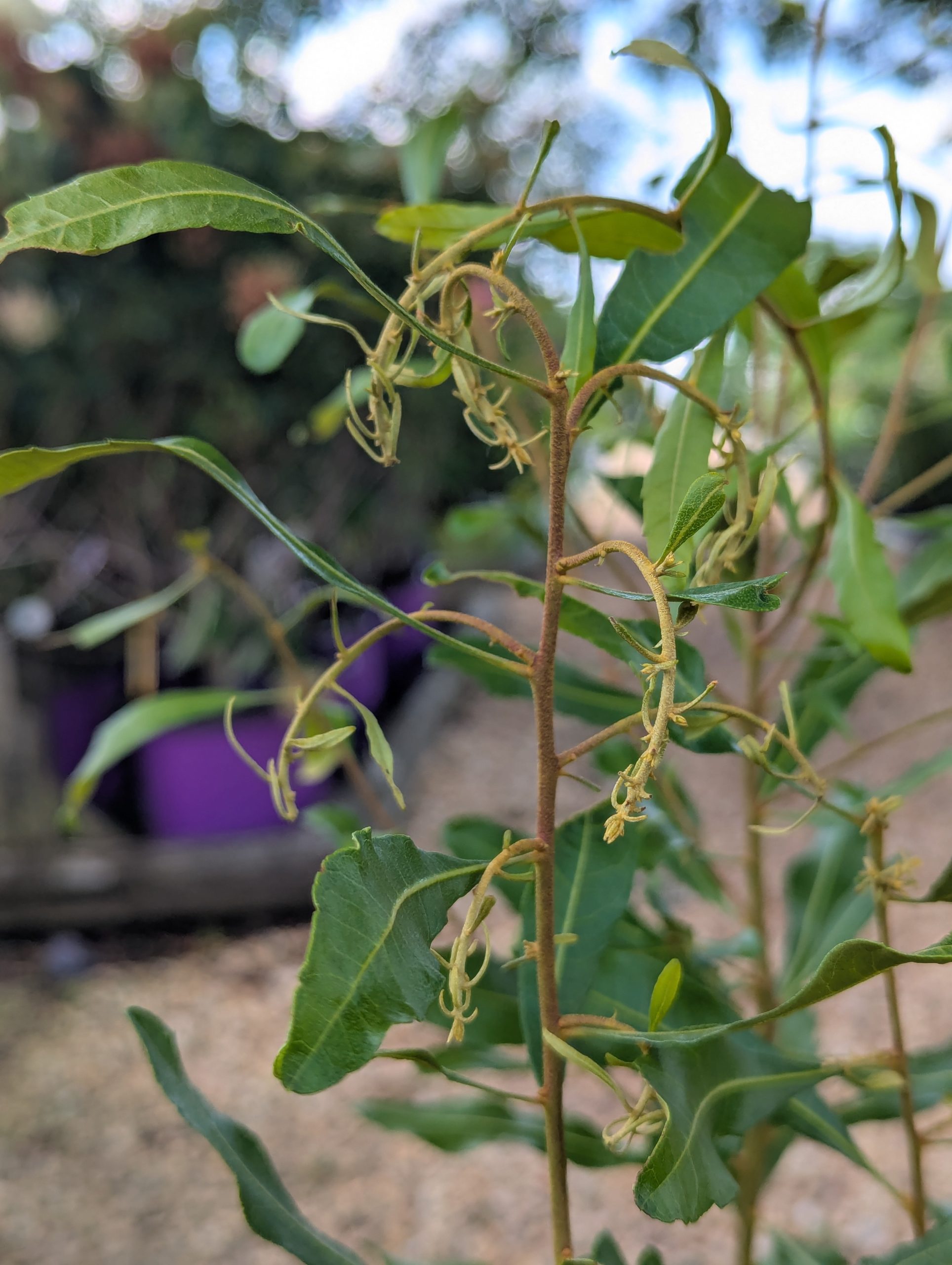 Wax Myrtle - Image 6