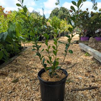Ilex 'Warren's Red' - Possom Haw