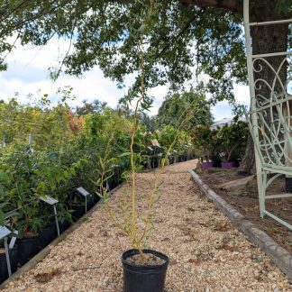 Curly Willow