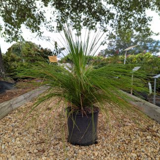 Longleaf Pine