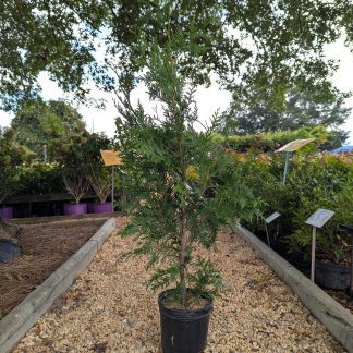 Arborvitae Green Giant