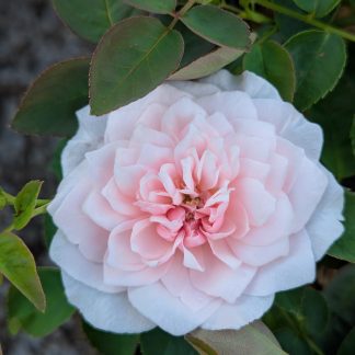 Rose 'Souvenir de la Malmaison'